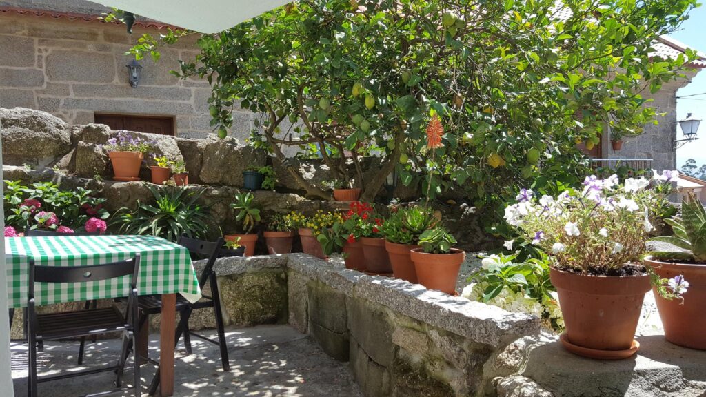 Plantas de terraza